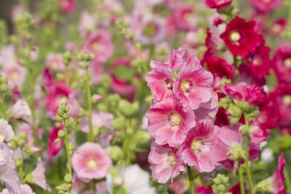 Stockrosen im Garten