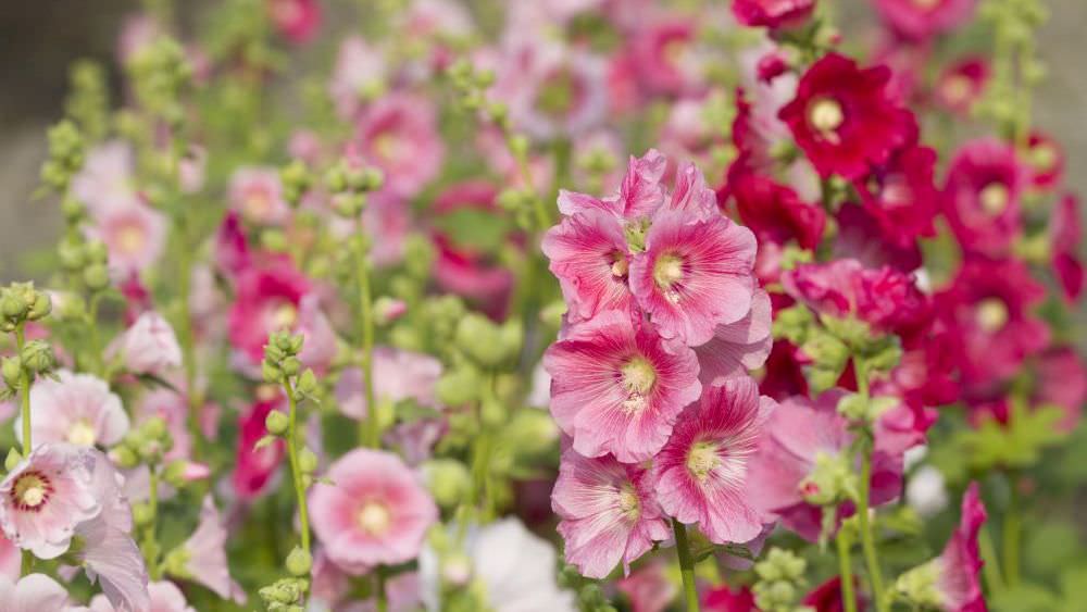 Stockrosen im Garten