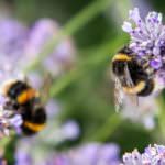 Insekten-freundlicher Garten – wenn´s brummt und summt und alles blüht