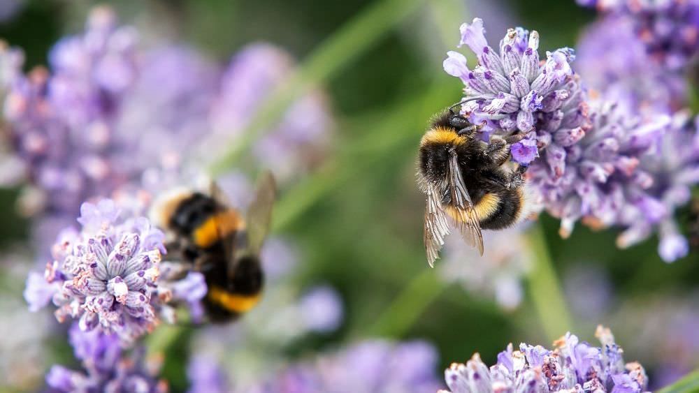 Insektenfreundlicher Garten