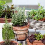Gemüse und Kräuter für den Balkon – anbauen können Sie überall
