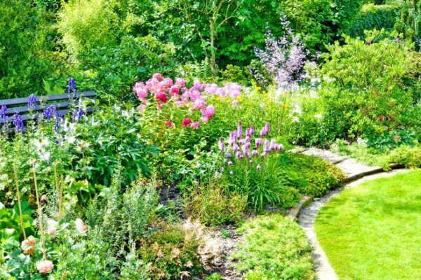 Bunte Blumen im Garten