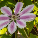 Clematis – Blütenpracht und Sichtschutz für den Balkon