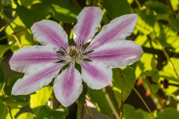 Clematis auf Balkon