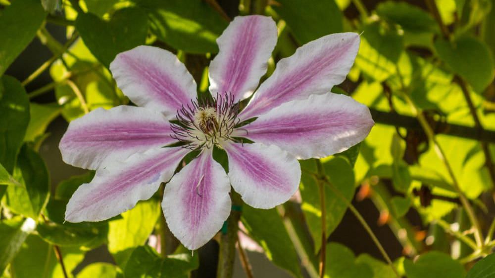 Clematis auf Balkon