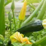 Zucchini vorziehen: Die Schritt-für-Schritt-Anleitung
