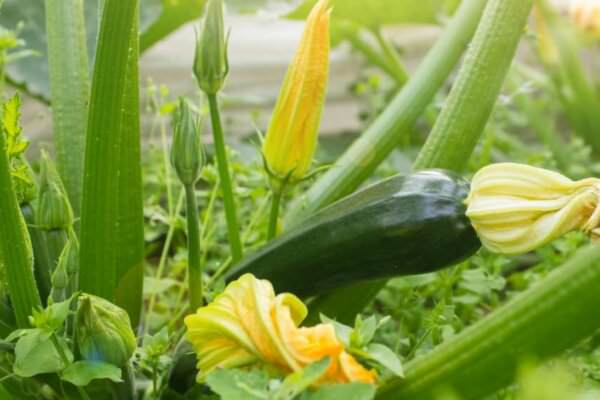 Zucchini im Garten