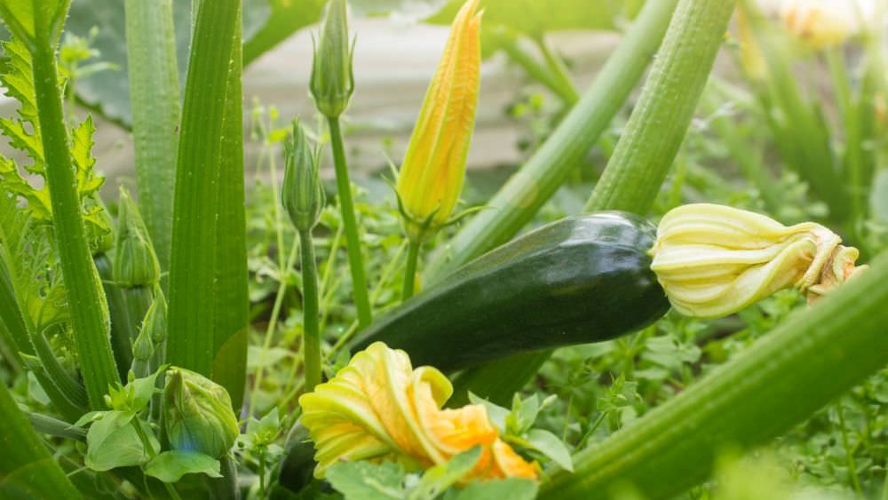 Zucchini im Garten