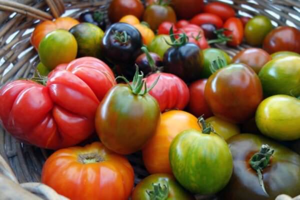 Grüne Tomaten Zebra