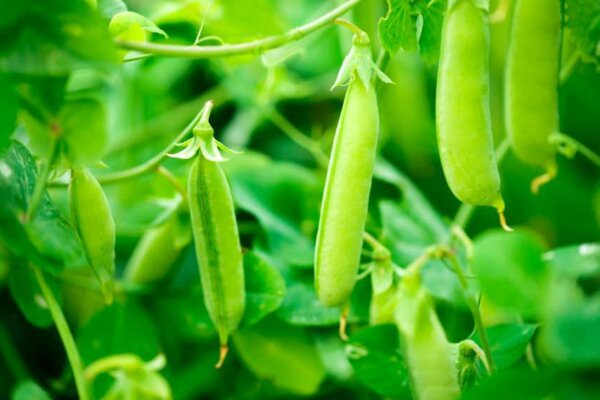 Erbsen im Garten anbauen