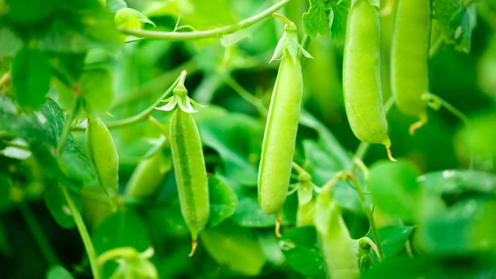 Erbsen im Garten anbauen