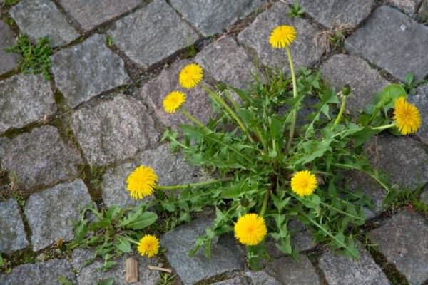 Unkraut bekämpfen im Garten