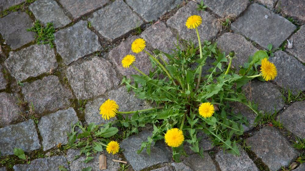 Unkraut bekämpfen im Garten