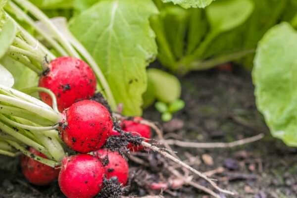 Frühes Gemüse aus dem eigenen Garten