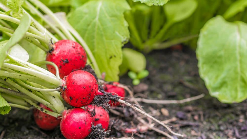 Frühes Gemüse aus dem eigenen Garten