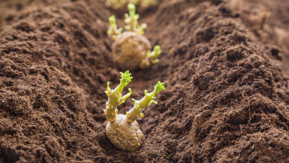 Kartoffeln anbauen – so kommen die Knollen in Beet und Topf