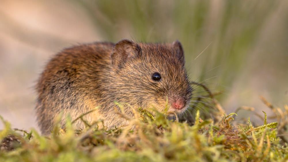 Wühlmäuse im Gemüsegarten bekämpfen: So werden Sie die Tiere los