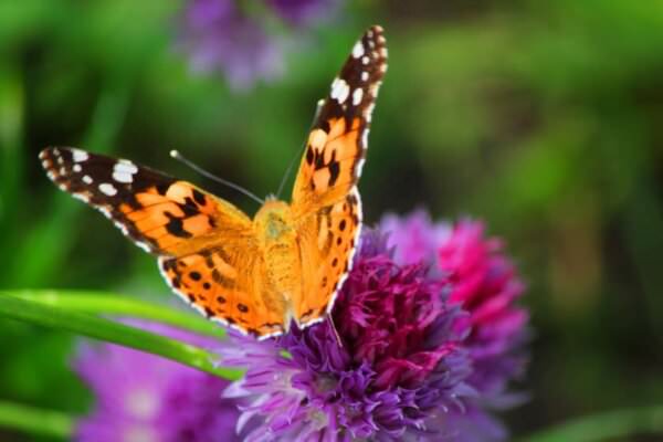 Schmetterlinge im Garten