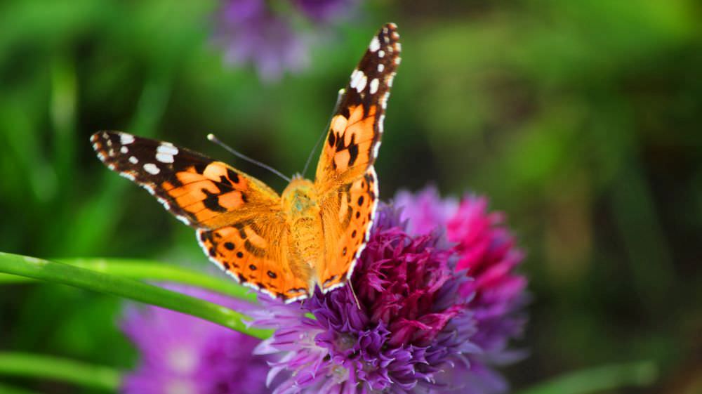 Schmetterlinge im Garten