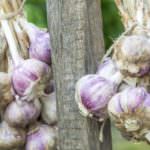 Knoblauch pflanzen und ernten – so klappt es im eigenen Garten