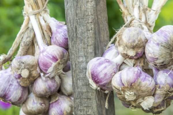 Knoblauch aus dem Garten