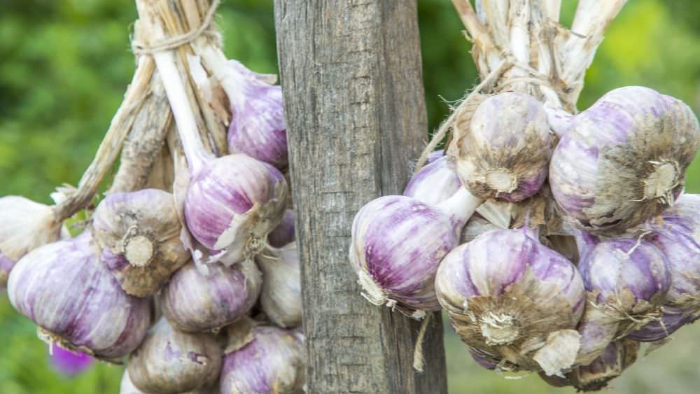 Knoblauch aus dem Garten