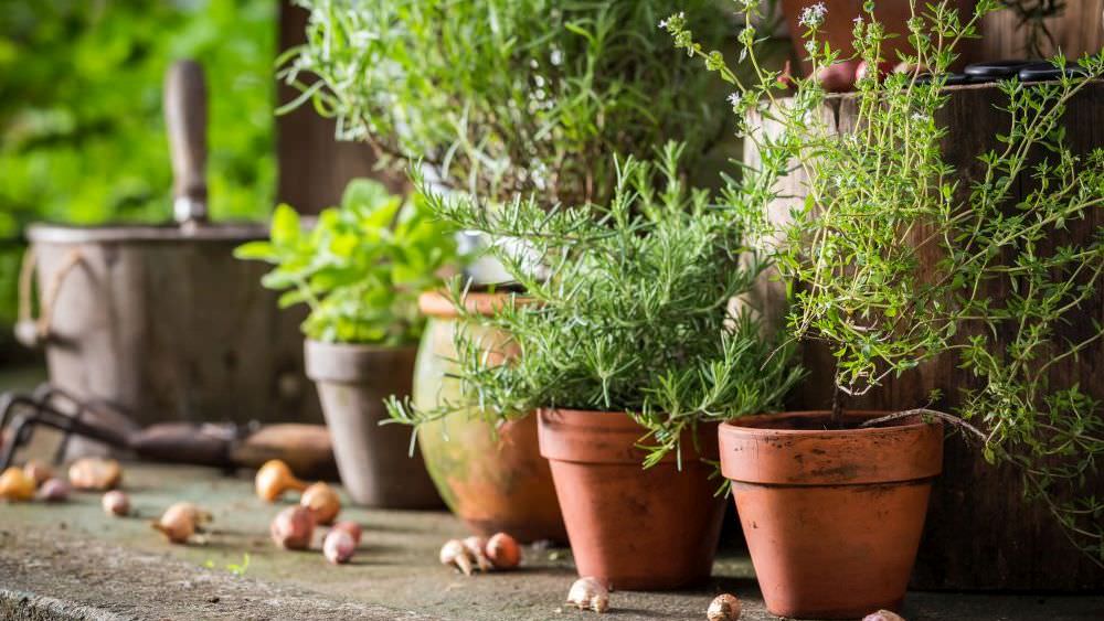 Ein- und zweijährige Kräuter für Garten und Balkon