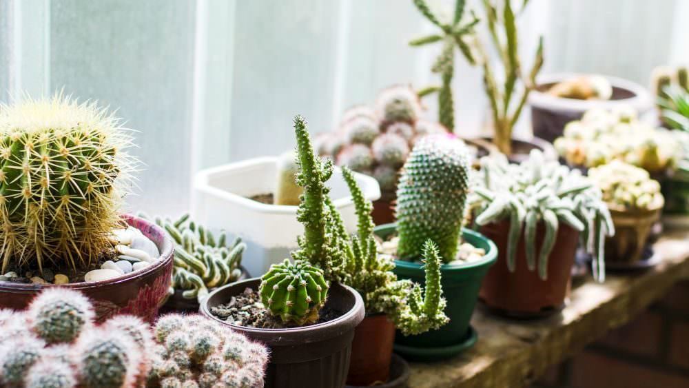 Kakteen als Zimmerpflanzen - Samenhaus Gartenblog