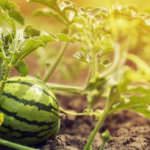 Melonen – köstliche Sommerfrüchte aus dem eigenen Garten