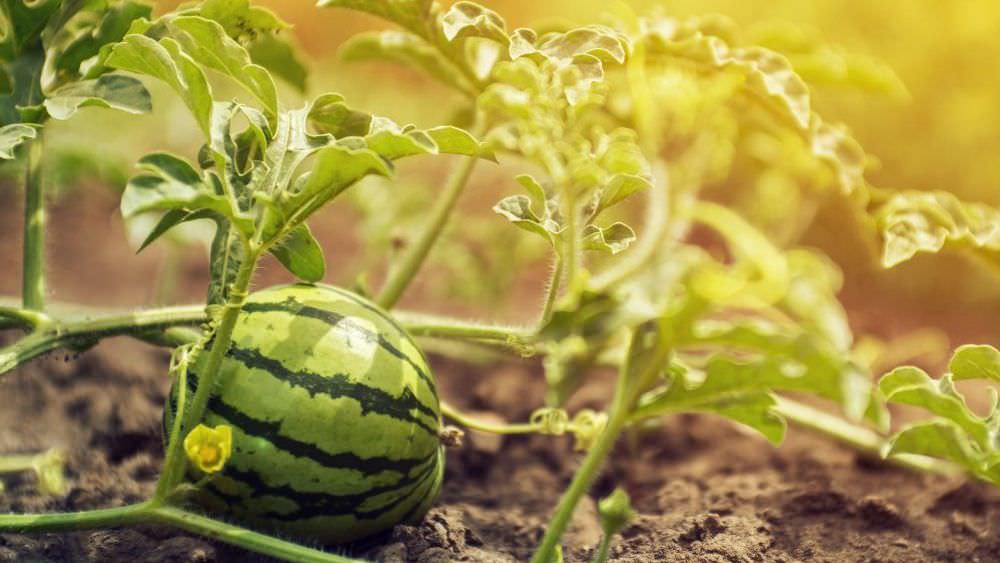 Melonen – köstliche Sommerfrüchte aus dem eigenen Garten