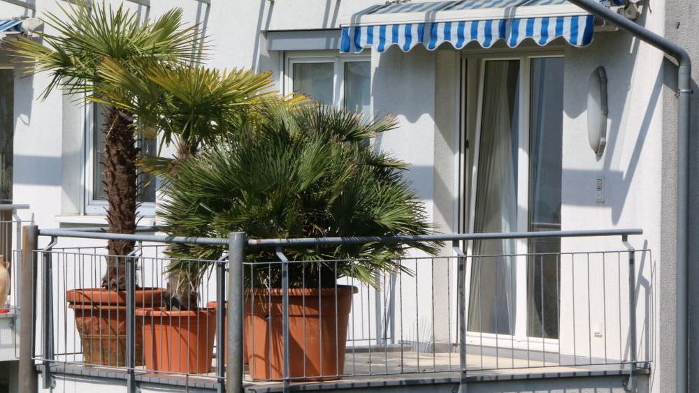 Winterharte Palmen für Garten und Balkon
