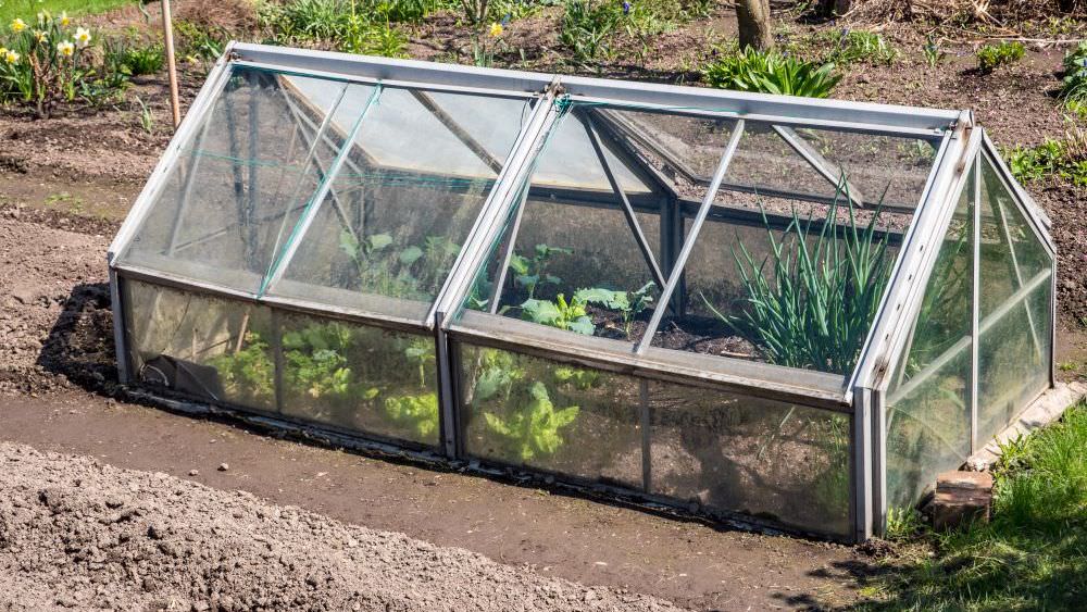 Längere Gartensaison: So bauen Sie selbst ein Frühbeet oder einen Folientunnel