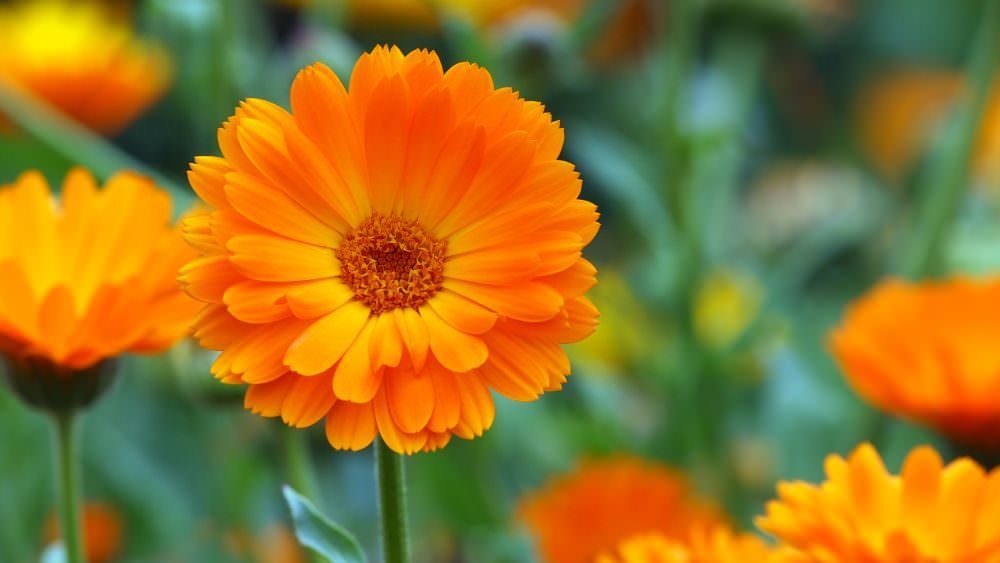 Ringelblumen sind Alleskönner Samenhaus Gartenblog