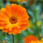 Ringelblumen – die Alleskönner im Garten