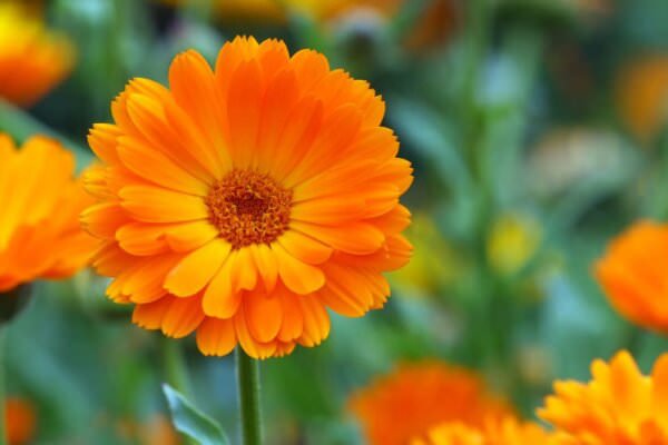 Ringelblumen im Garten