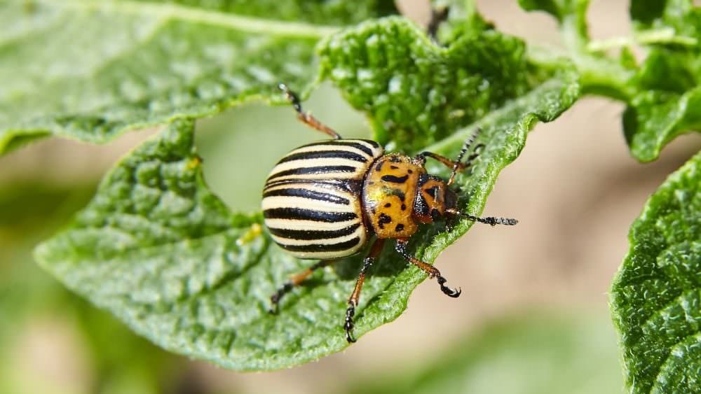 Schädlinge im Gemüsegarten Samenhaus Gartenblog