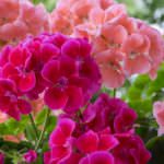 Geranien – die beliebtesten Balkonblumen