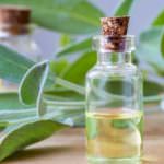 Der Salbei – Heilkraut, Gewürzkraut und Blumenstaude