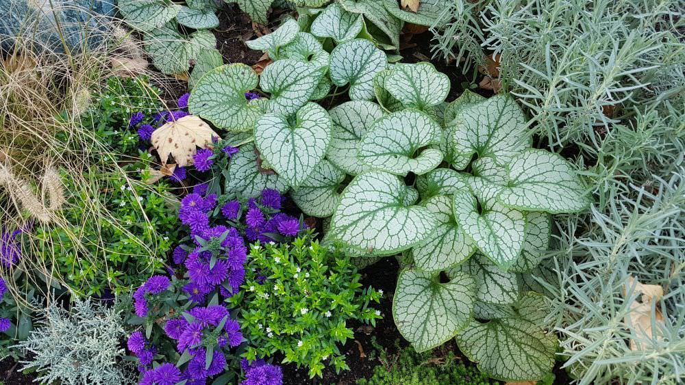 Unkrautfrei durch Bodendecker im Garten