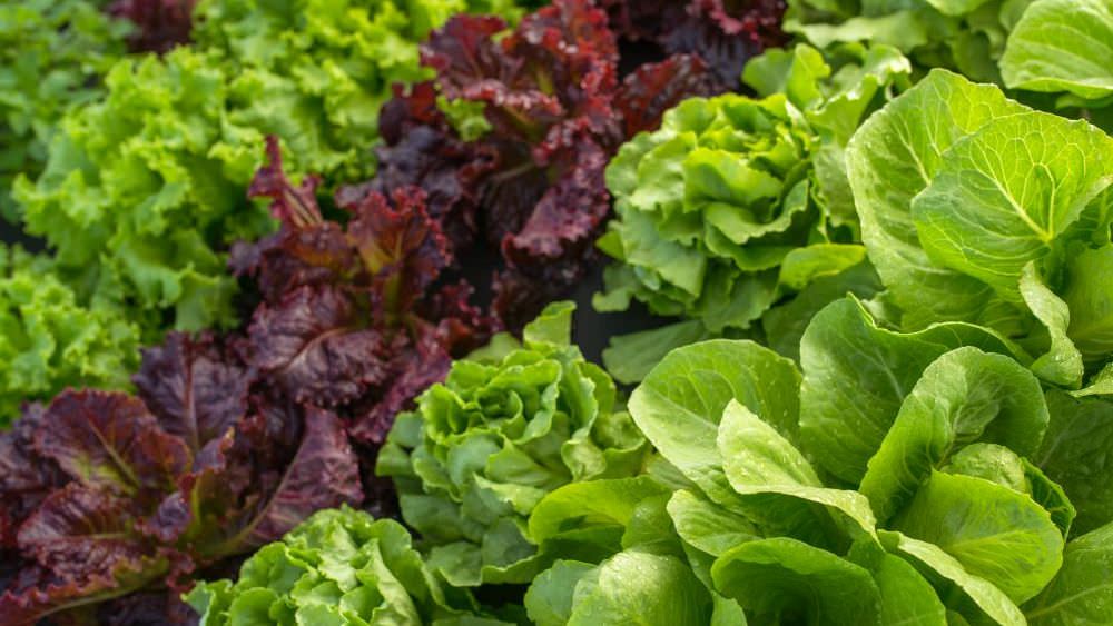 Reiche Salaternte durchs ganze Jahr: So planen Sie für regelmäßigen Genuss!