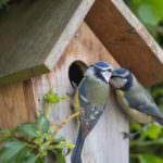 Nistkästen für verschiedene Vogelarten