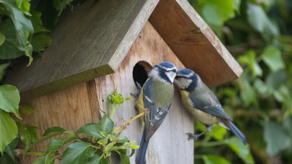 Nistkästen für verschiedene Vogelarten