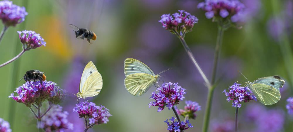 Schmetterlinge auf dem Balkon