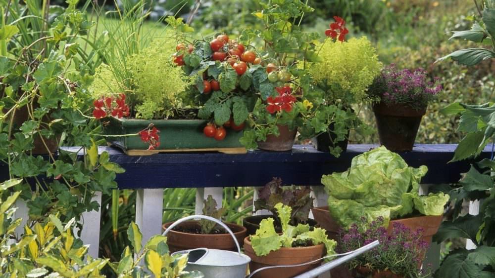 für Gemüse und Kräuter Samenhaus Gartenblog