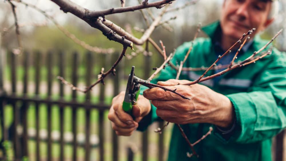 Der richtige Zeitpunkt für den Baumschnitt: Winter oder Sommer?