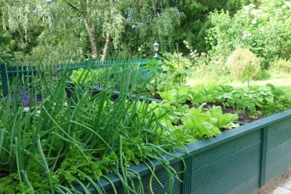 Mischkultur im Garten