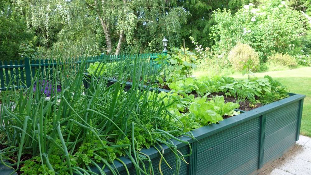 Mischkultur im Garten