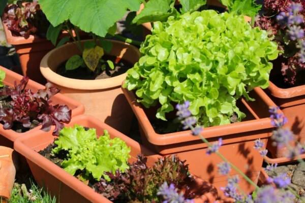 Salat im Blumenkasten