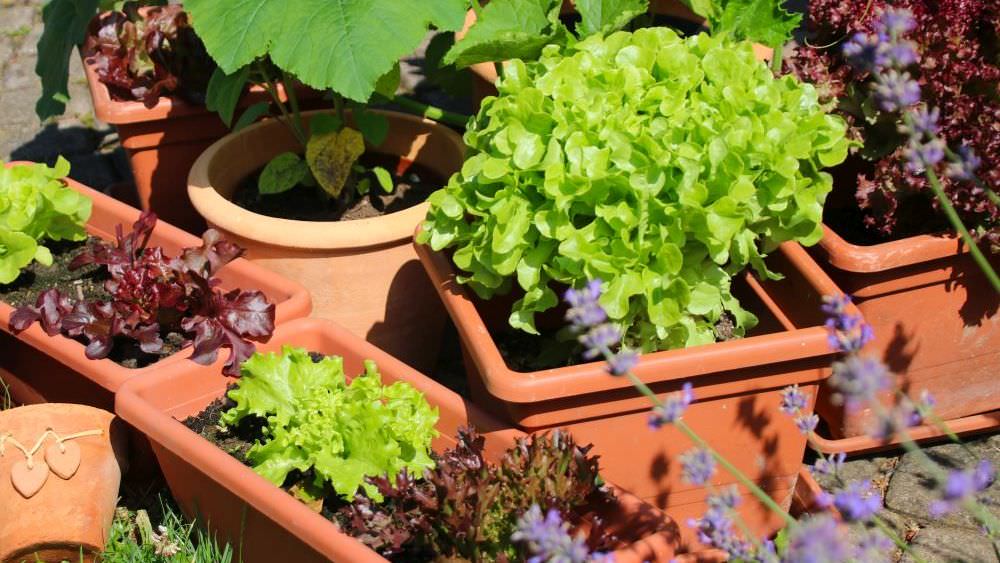 Salat im Blumenkasten