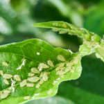 Blattläuse – unliebsame Pflanzengäste